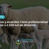 Ovejas, datos y acuerdos: Cómo profesionalizar una firma familiar a 2.500 km de distancia