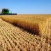 No todas son malas: gestionó, aseguró el trigo y captó una rentabilidad del 16%