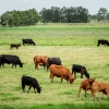 Recría de vaquillonas de reposición: a campo, corral o mixta: ¿Qué me conviene?