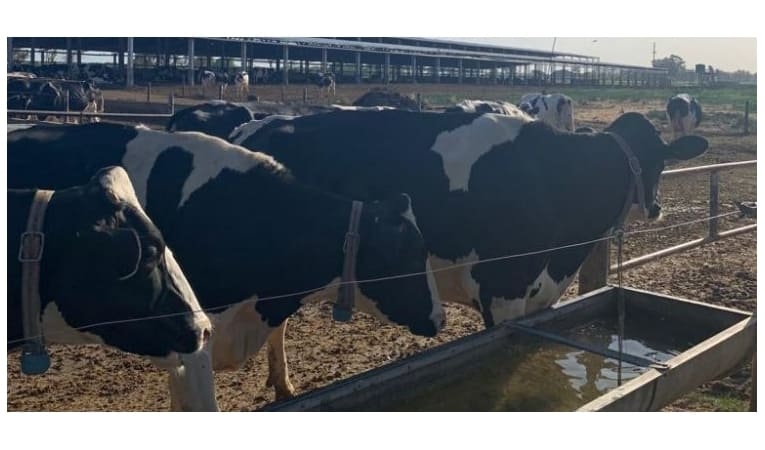 El tambo que va por más