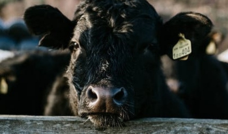 Tres consejos de gestión para que tu feedlot sea más rentable