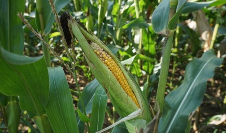 ¿Cómo determinar el rendimiento de indiferencia del negocio agropecuario?