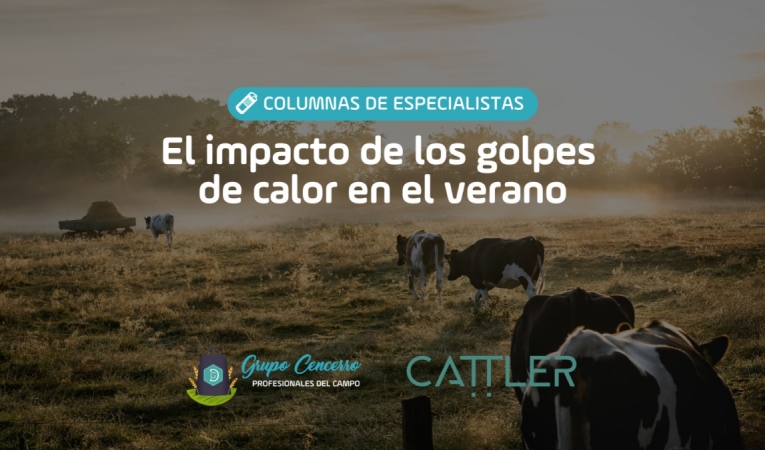 El impacto de los golpes de calor en el verano